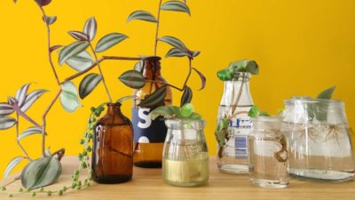 How to grow indoor plants for free from cuttings