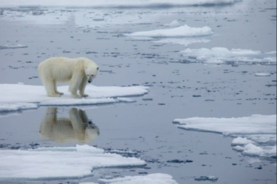 Arctic endured one of its hottest years in 2020: study